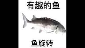 鱼有趣的地方在哪