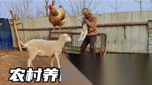 金垦小镇怎么养鸡