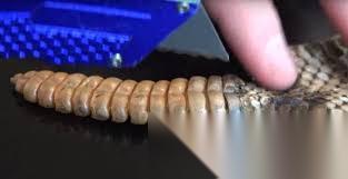 响尾蛇刚出生时尾巴能发出响声吗