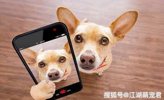异环弧盘好狗狗走四方怎么玩